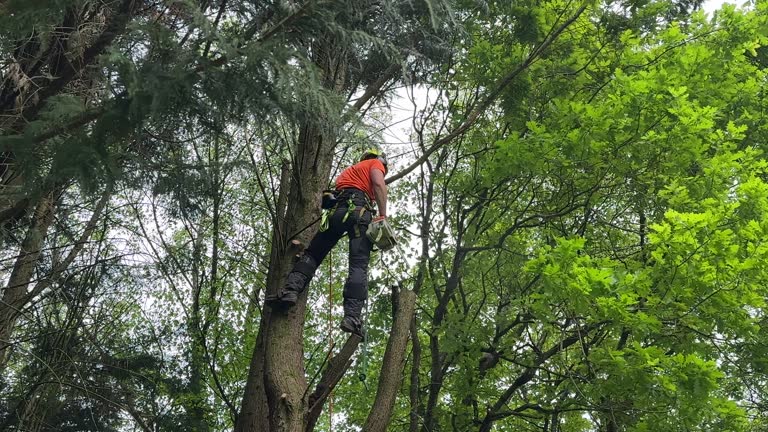 Best Arborist Consultation Services  in Reno, TX